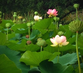 Lotus - le symbole des ressources intérieures de l